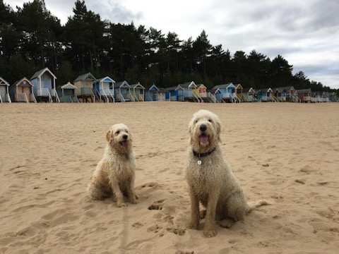 Dogs at Norfolk Beach - Beach Huts